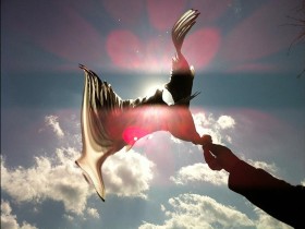 极端·逆像 -“鸟人”何雄手机摄影