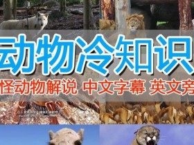 外面卖1699的国外纪录片解说(动物解说、美食、动画片)稳过中视频